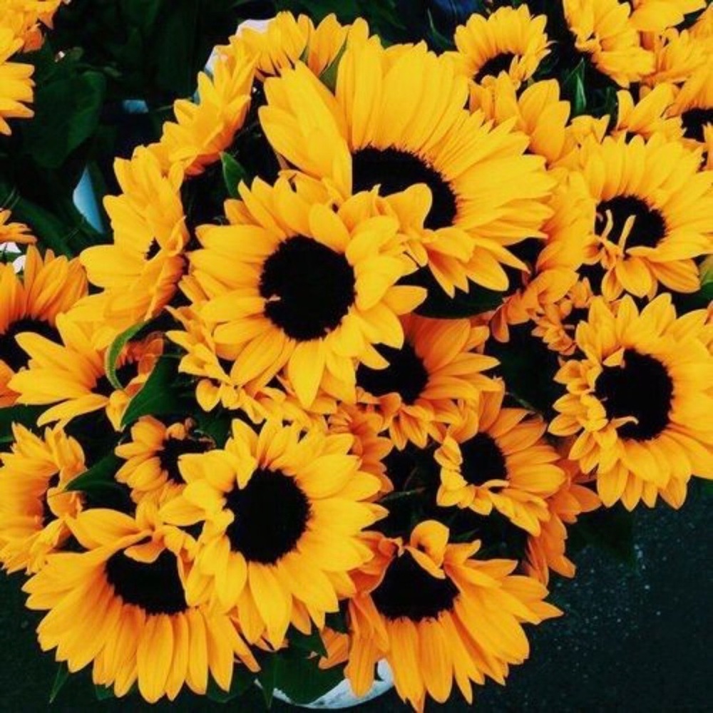 Happy Poshing!! 🌻